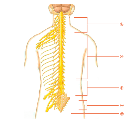 En el que los lugares están la osteocondrosis